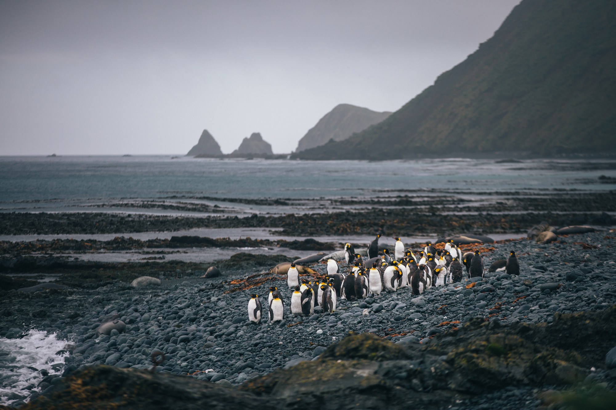 macquarie island
