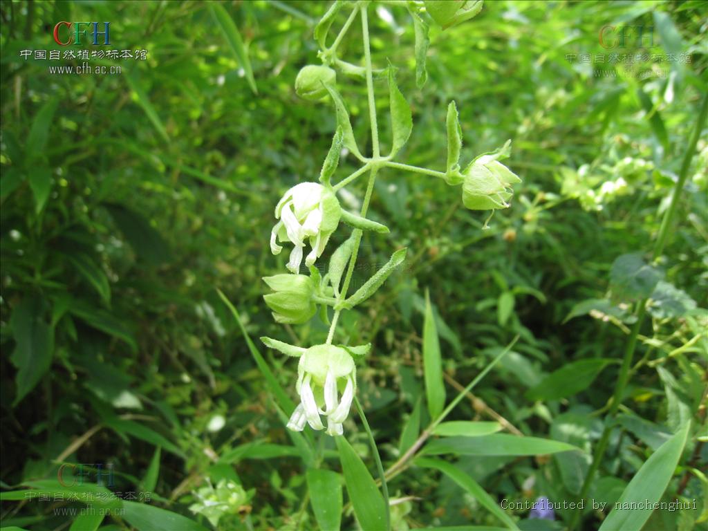  p>狗筋蔓属( a target="_blank" href="/item/学名/8074290" data