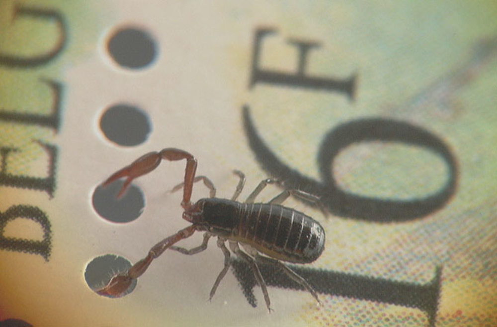  p>伪蝎:pseudoscorpionida本目动物因 a href="#" data-lemmaid="