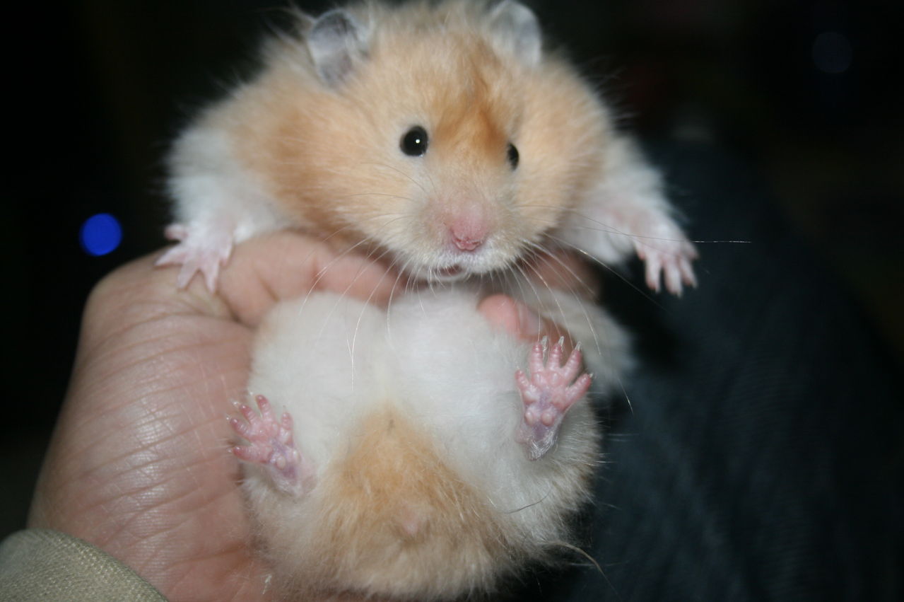  p>西施熊由黄金仓鼠培育而来的长毛品种,跟纯种长毛 a target="