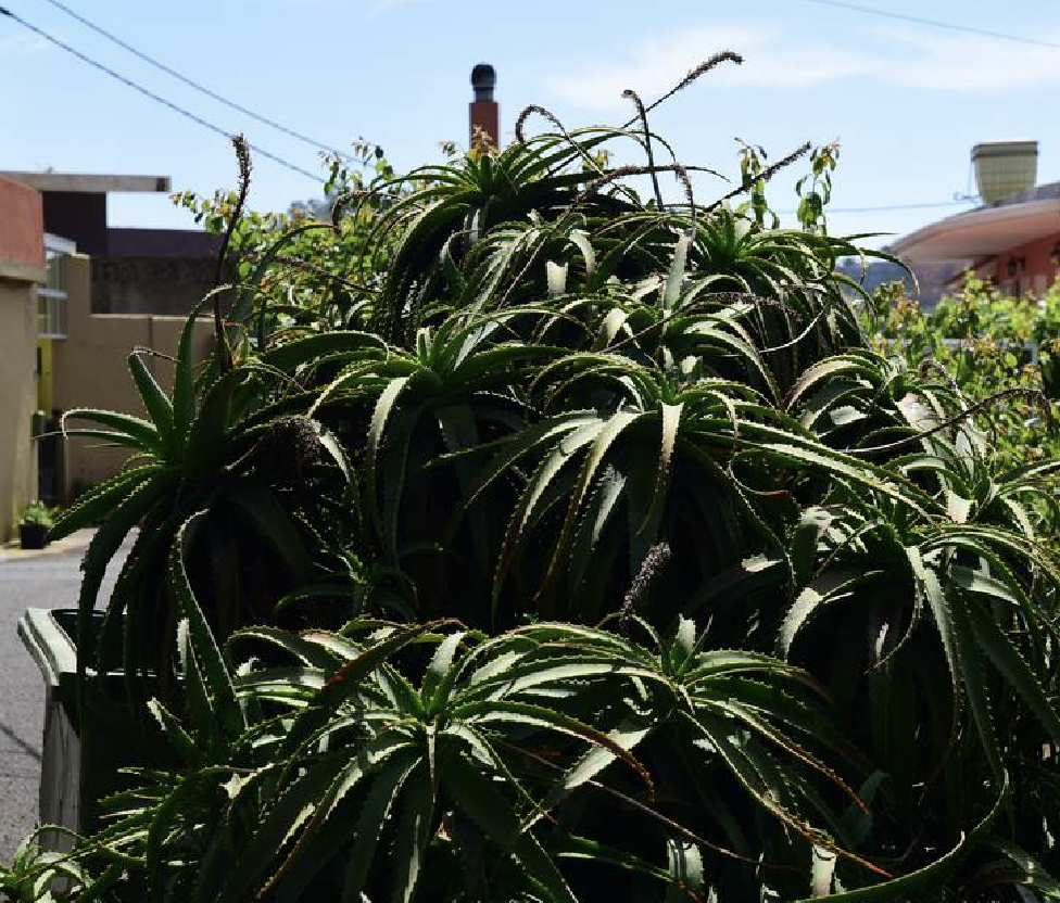  p>木立芦荟(学名: i>aloe arborescens /i> mill.