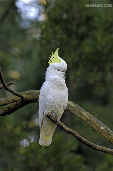 sulphur-crested cockatoo