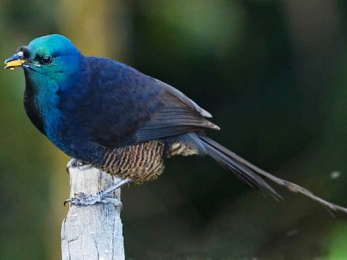  p>华丽长尾风鸟分布于太平洋诸岛屿,属于雀形目,极乐鸟科. /p>