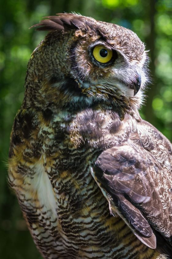 鸱鸮科的一种大型的 a href="#" data-lemmaid="1194120">猫头鹰 /a>