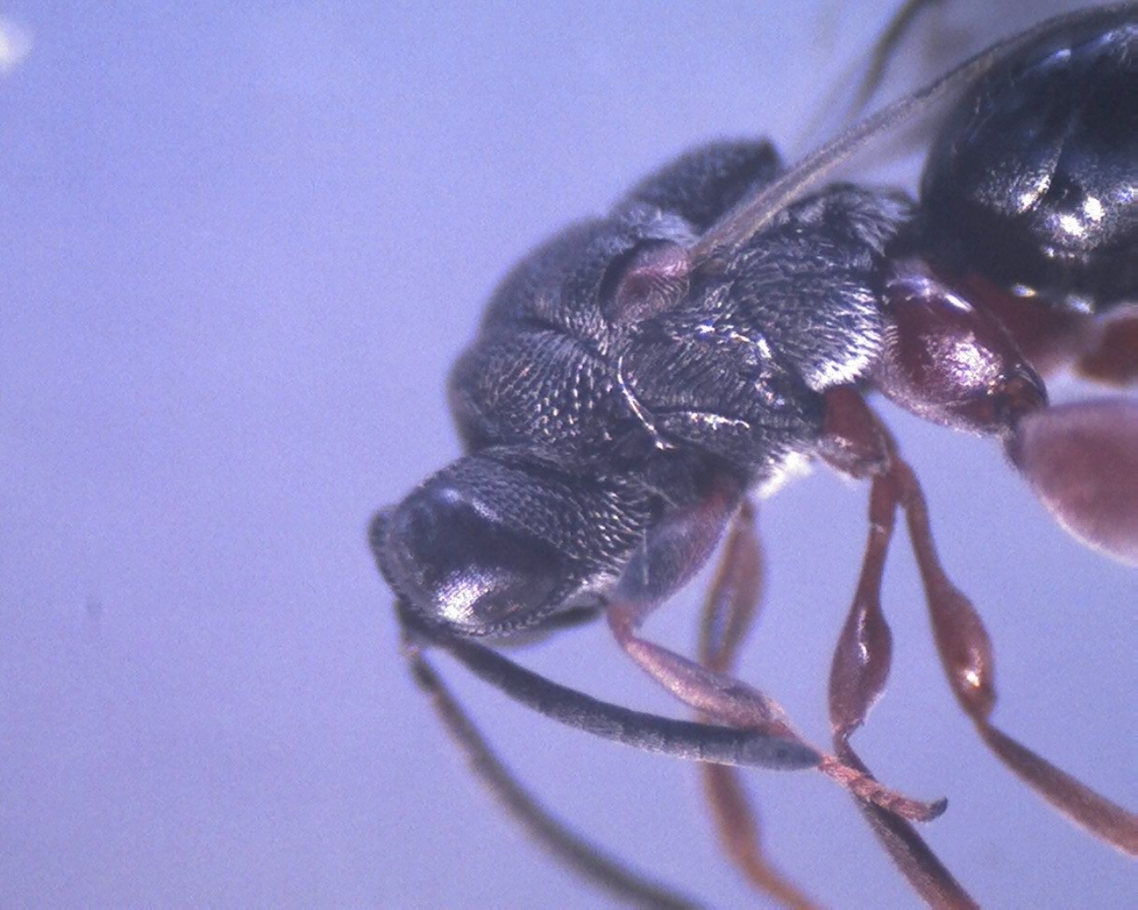  p>啮虫目(corrodentia)属昆虫纲 a href="#" data-lemmaid="9078945"