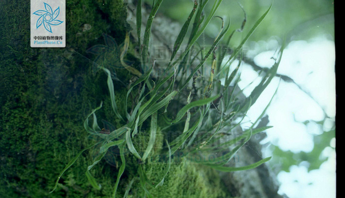  p> b>扭瓦韦 /b>(学名: i> b>lepisorus contortus /b> /i>)为水龙