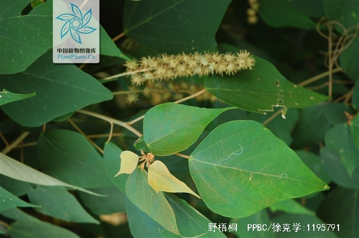 为大戟科植物野梧桐 i>mallotus japonicus /i> (thunb.) muell. arg.