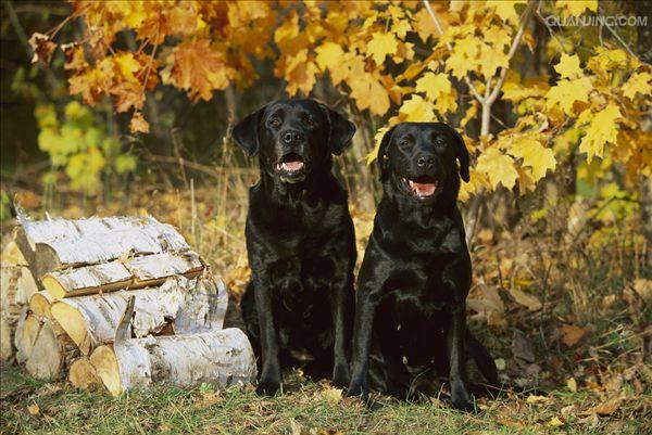 拉布拉多猎犬labradorretriever