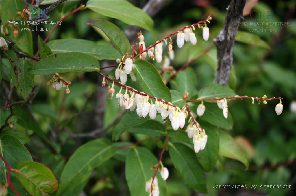  p>小果珍珠花又误称南烛,延展中南半岛至东 a target="_blank" href=