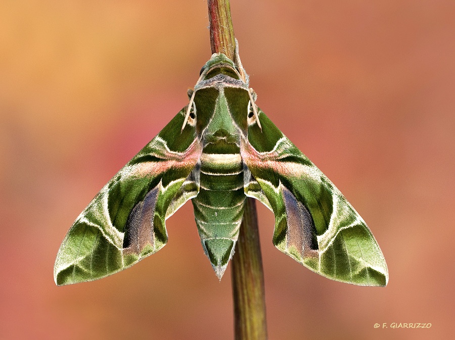  p>夹竹桃天蛾( i>daphnis nerii   /i>(linnaeus, 1758是 a target="