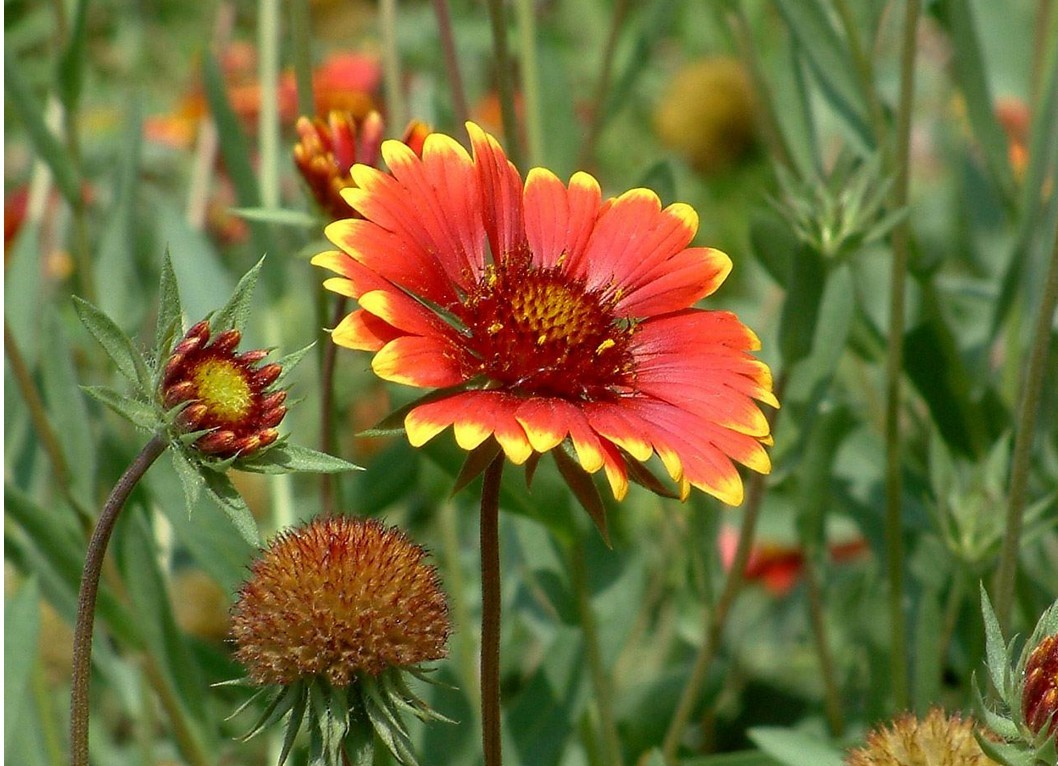  p>城口风毛菊(学名: i>saussurea flexuosa /i>)是 a target="_blank