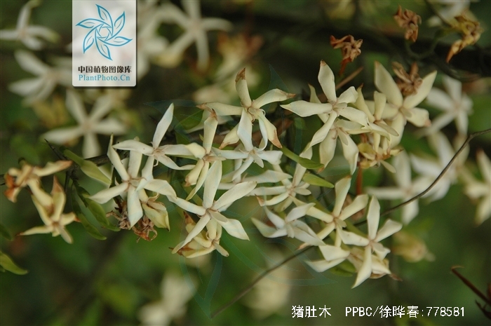 href="/item/双子叶植物">双子叶植物 /a>药茜草科植物刺鱼骨木的根