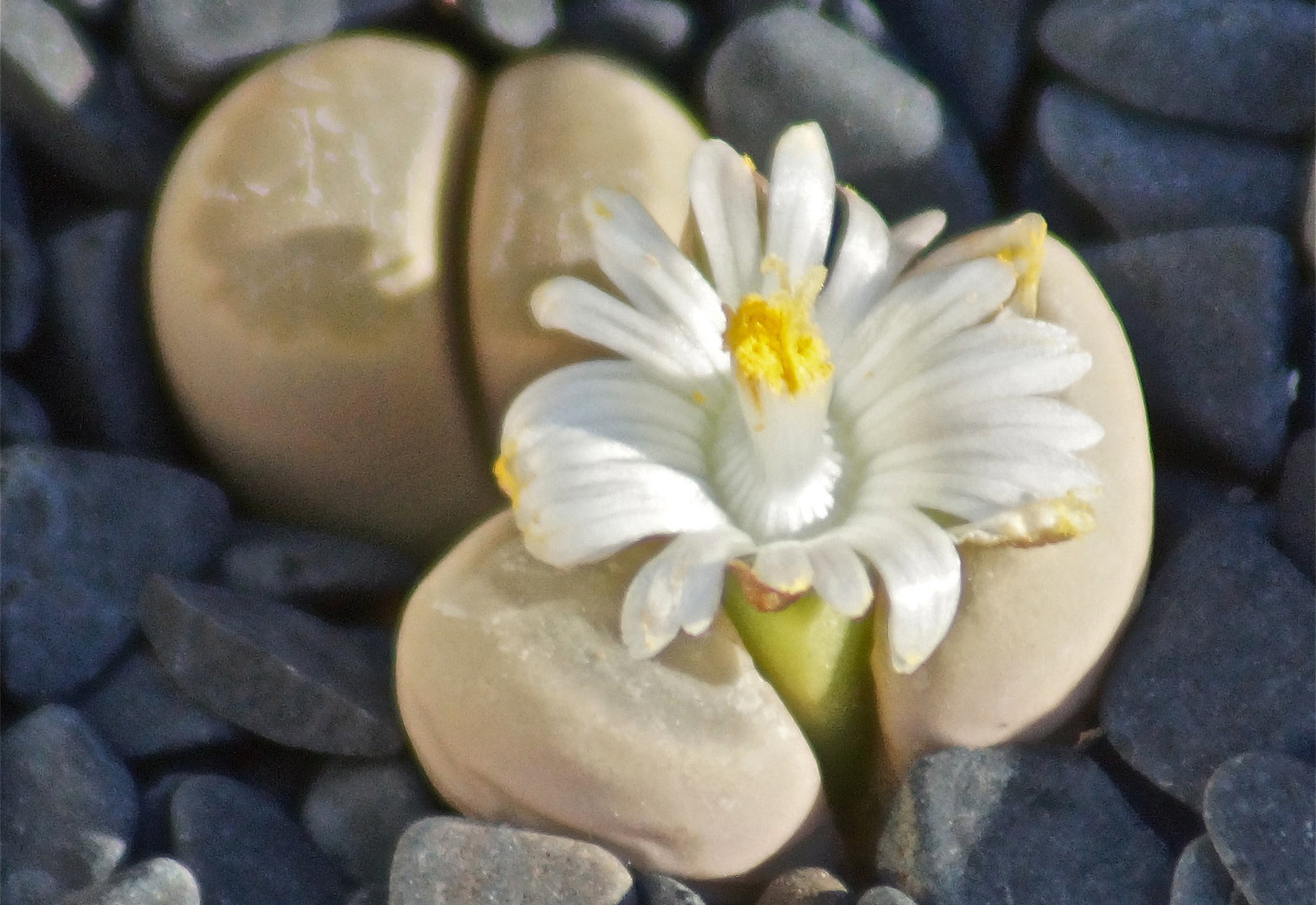  p>生石花(学名: i>lithops /i> n. e. br.