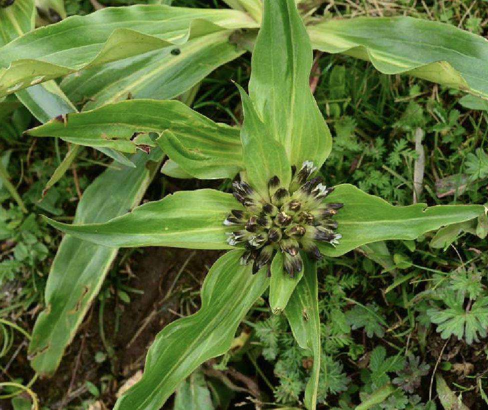  p>粗茎秦艽(学名: i>gentiana crassicaulis /i> duthie ex burk.