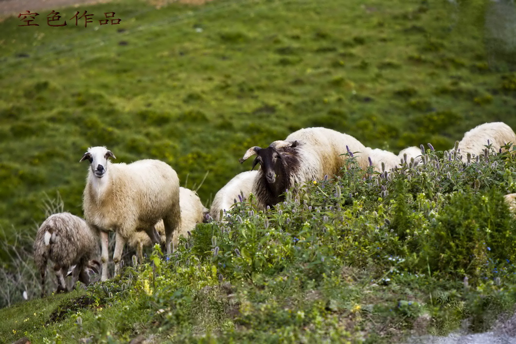  p>玛多藏羊, a target="_blank" href="/item