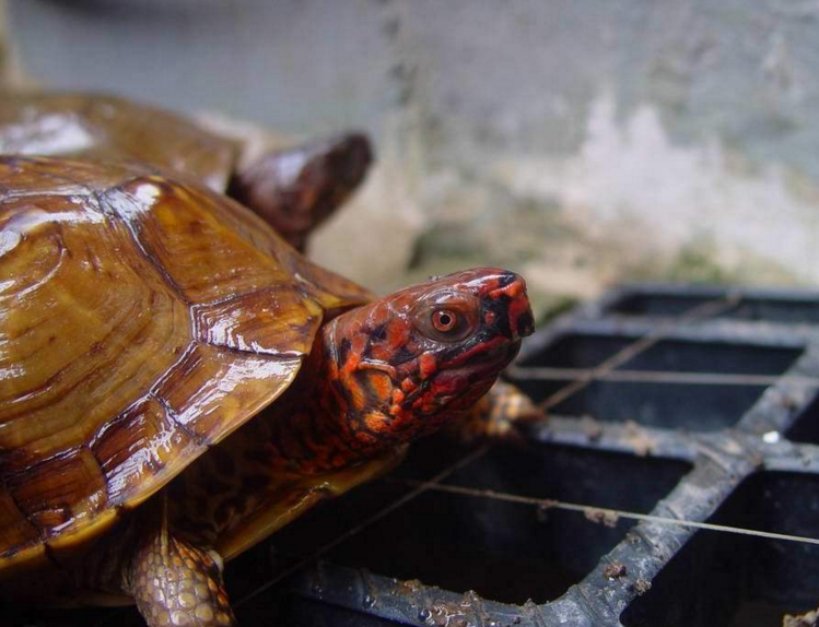 三趾箱龟
