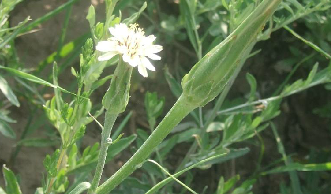  p>细叶鸦葱(学名: i>scorzonera pusilla /i> pall.