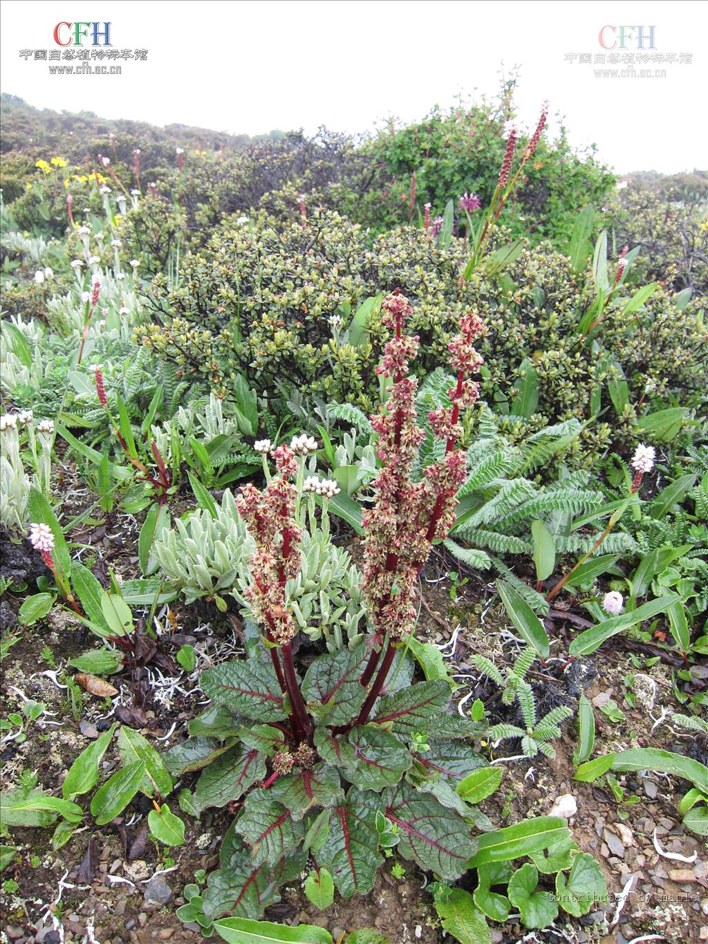  p>滇边大黄(学名: i>rheum delavayi  /i>franch.