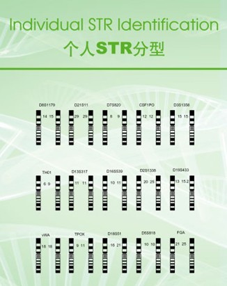 dna亲子鉴定