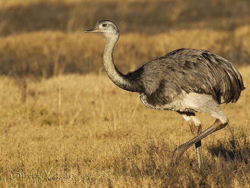  p>大美洲鸵阿根廷亚种(学名:rhea americana albescens )是美洲鸵鸟