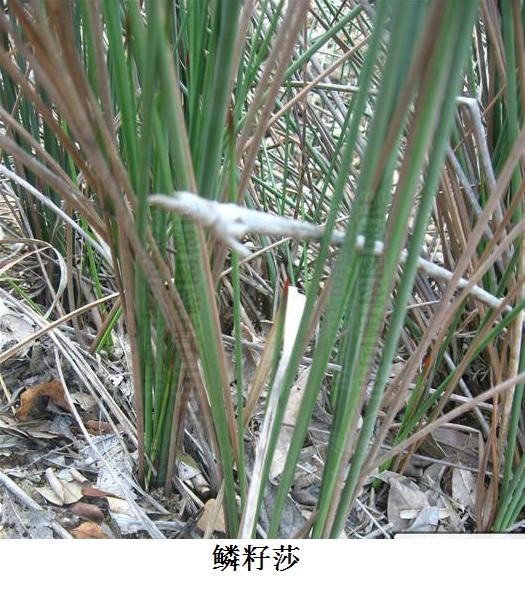  p>鳞籽莎(学名: i>lepidosperma chinense /i> nees &amp; meyen