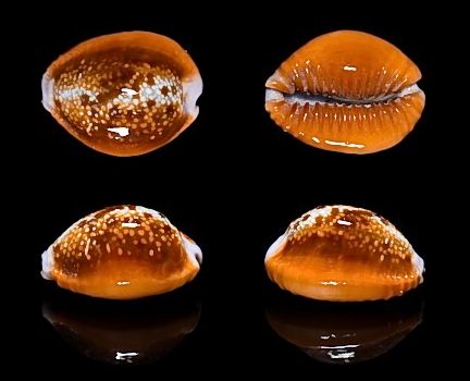  p>红花宝螺(学名:erosaria helvola helvola)是腹足纲宝螺科的 a