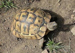  p>欧洲 a href="#">陆龟 /a>体型与体色的变异都很大,在 a href="#"