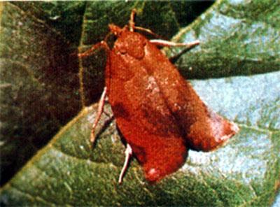 heparana /i>(denis & schiffermüller, 1775),又称苹果褐卷叶蛾