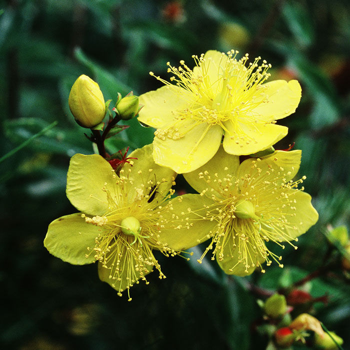  p>金丝梅(拉丁学名: i>hypericum patulum  /i>thunb.