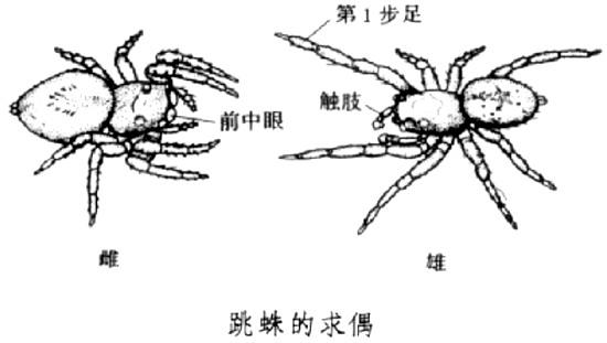 ">跳蛛,salticidae, a target="_blank" href="/item/蜘蛛目/2404996"