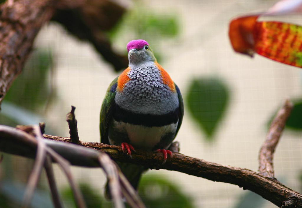  p>华丽果鸠是 a target="_blank" href="/item/鸟纲/1194548" data