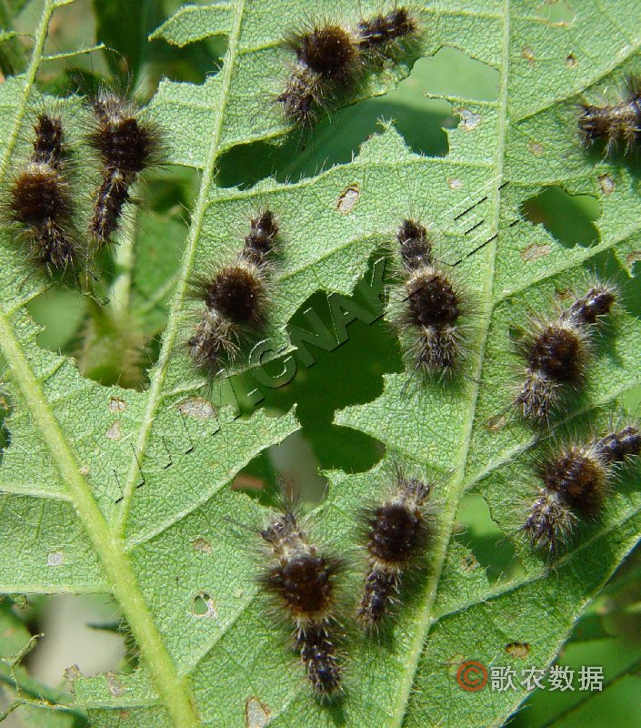  p>见豆科害虫——大豆毒蛾. /p>