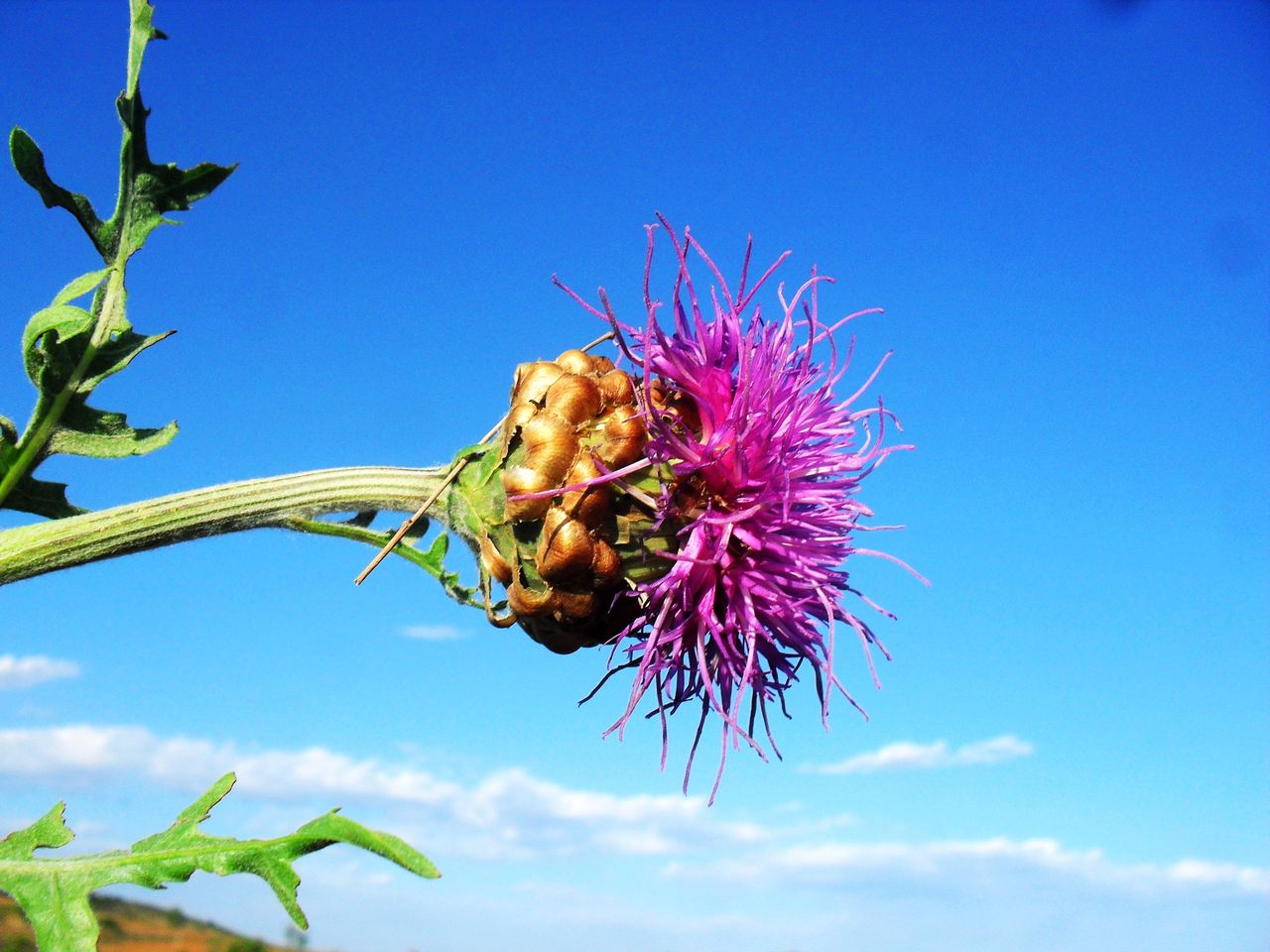 为菊科漏芦属植物祁州漏芦rhaponticum uniforum(l.)dc.的干燥根.