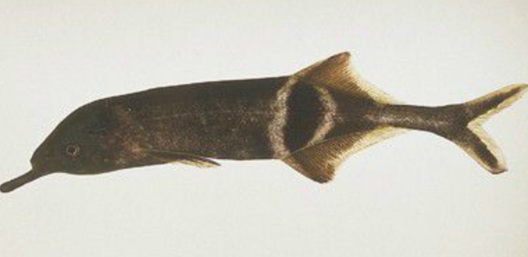 象鼻鱼/1534208" data-lemmaid="1534208">象鼻鱼 /a>(鹳嘴长颌鱼)