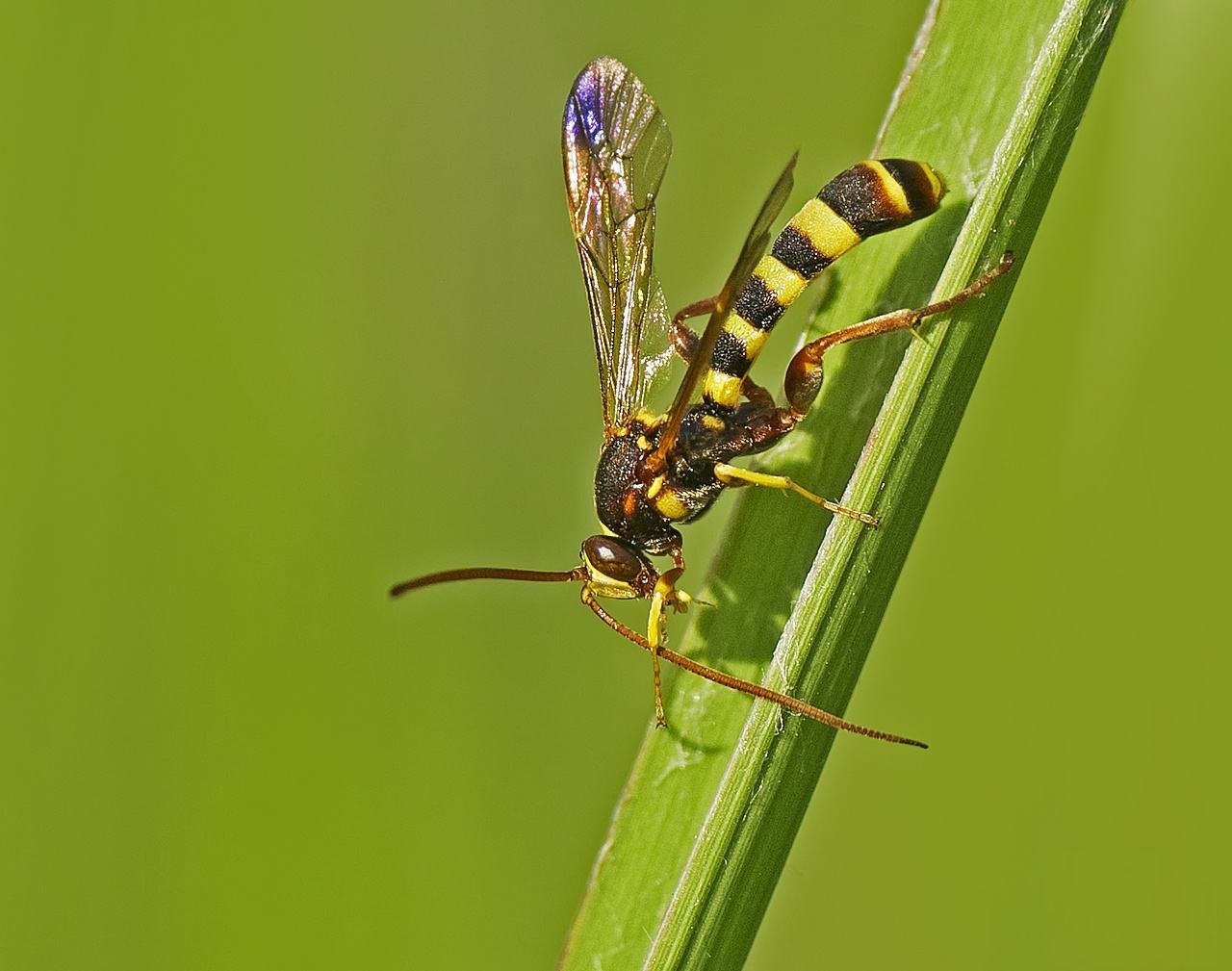  p data-id="gnwrazzrfv">马尾姬蜂是一种昆虫,体长约30-35mm,分布於