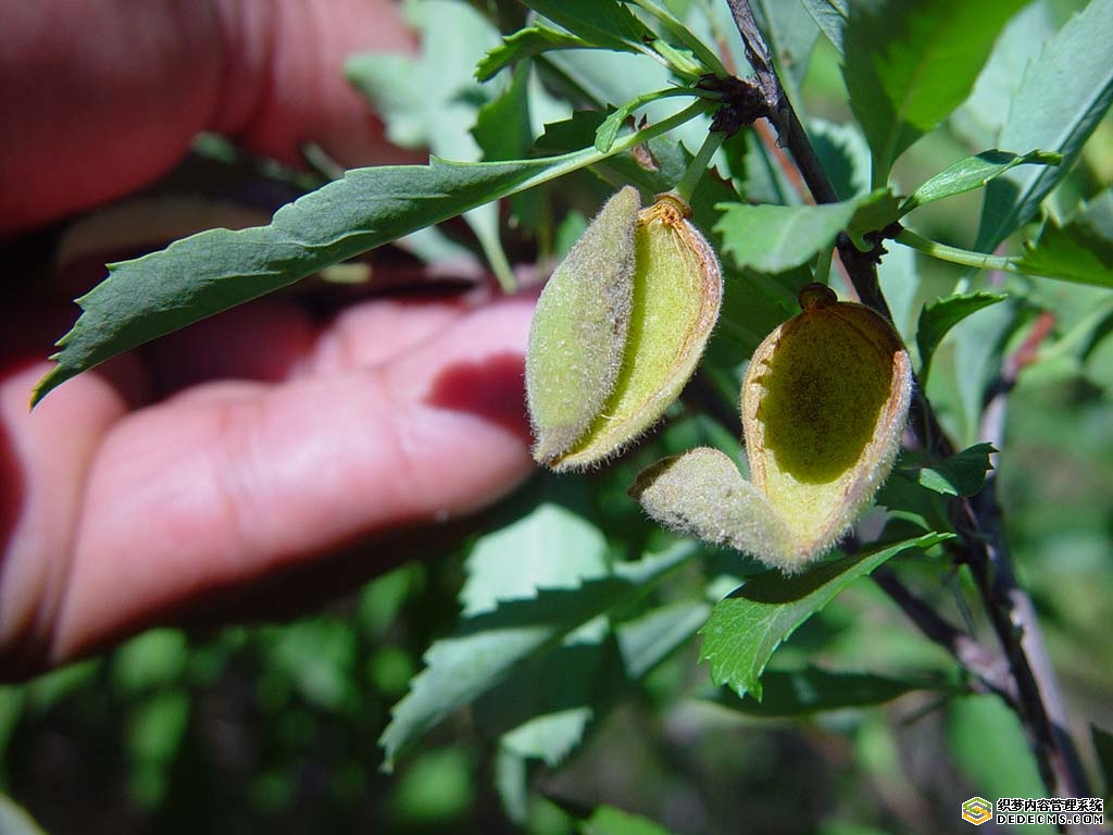 p>白花扁桃(amygdalus communis linn var communis f.