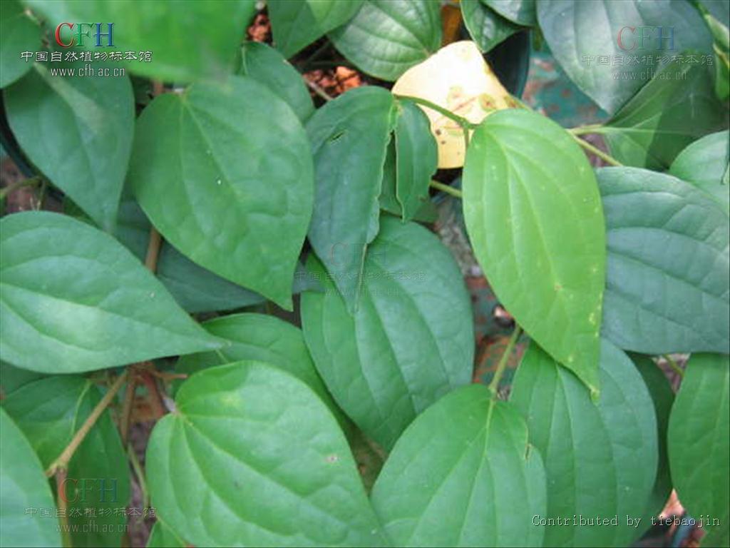  p>海风藤,中药名.