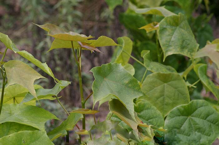 是金缕梅科壳菜果属植物,常绿乔木,高达30米;小