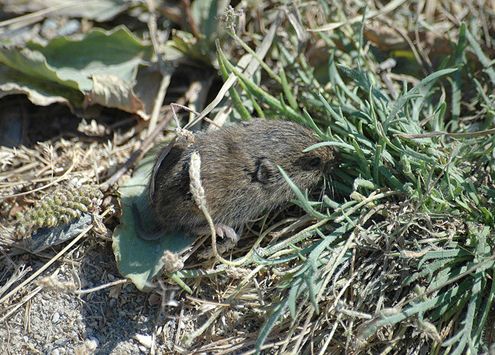  p>普通田鼠(学名:microtus arvalis)体长126~128mm,吻部短而钝,耳壳