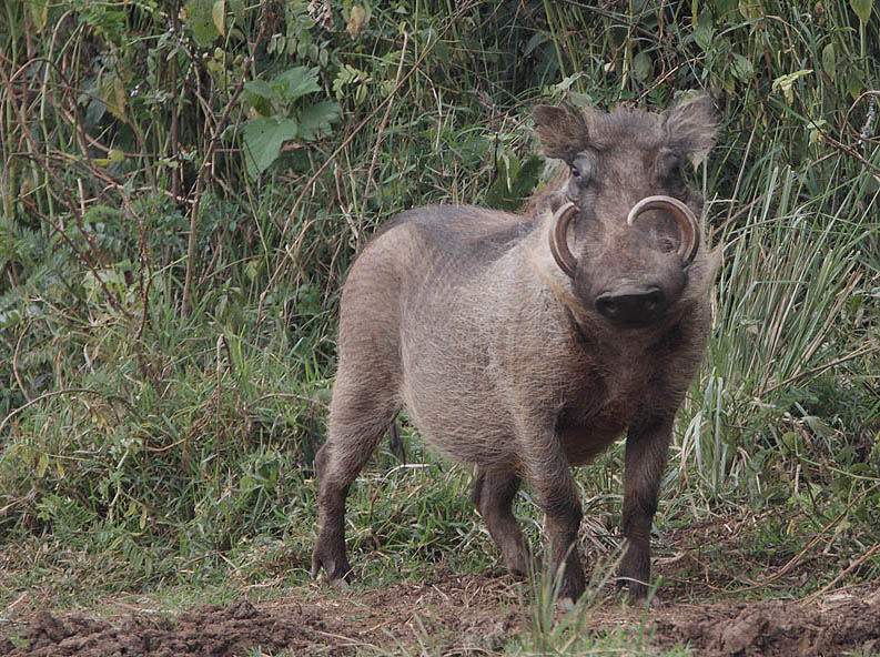  p>假面野猪(学名: i>potamochoerus larvatus /i>):体长100-150厘米