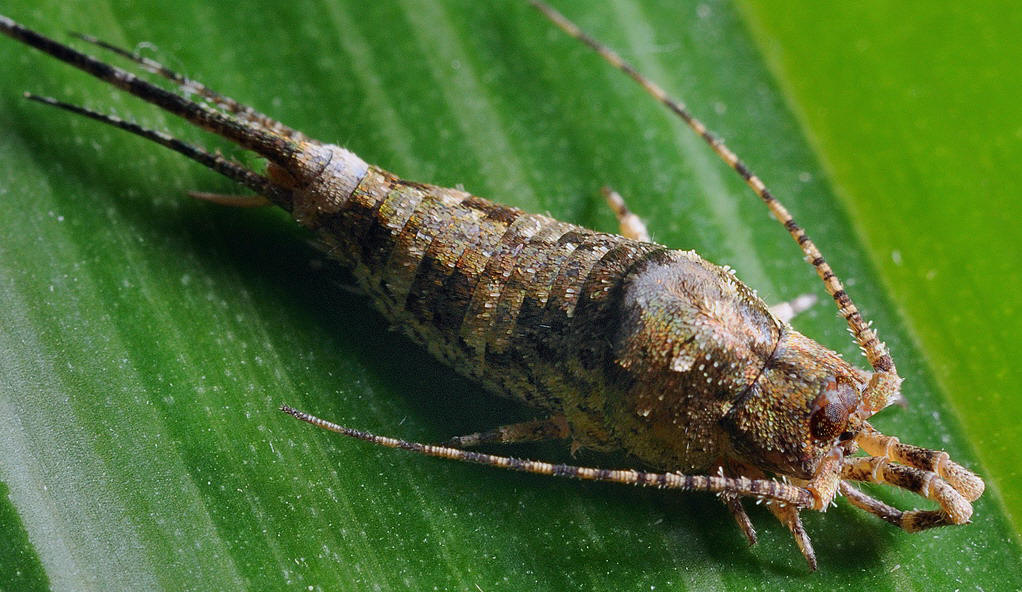 虫,蠹鱼,璧鱼,燕尾虫等,是一类较原始的无翅小型昆虫,属缨尾目,衣鱼科