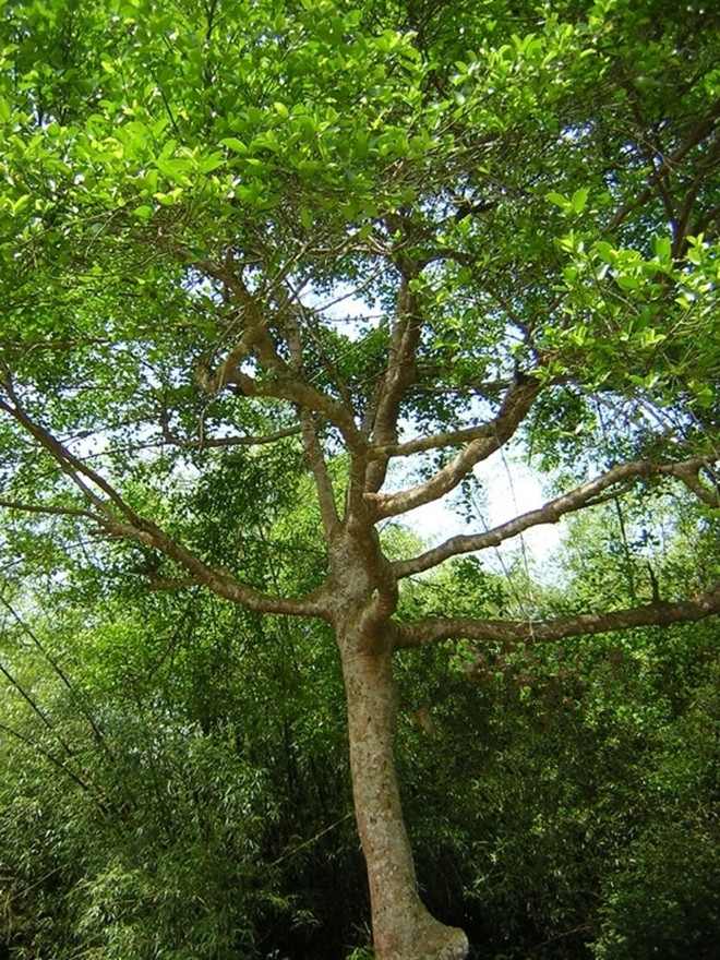  p>大叶竹节树,系 a>红树科 /a>,竹节树属 a href="#" data-lemmaid="