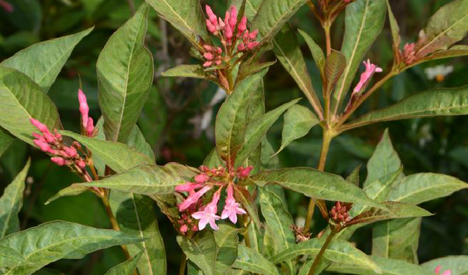  p>鸡骨常山属, a target="_blank" href="/item/夹竹桃科/5481885"