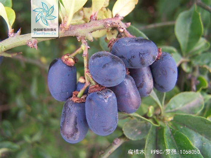  p>扁核木(学名: i>prinsepia utilis /i> royle)是蔷薇科,扁核木属 a