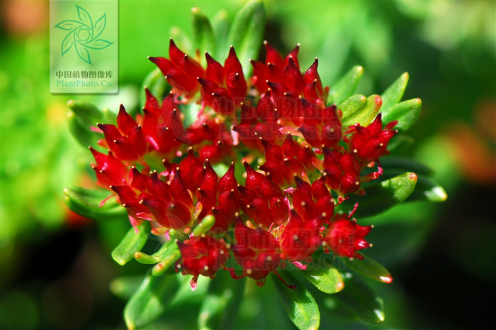  p> b>长白红景天 /b>(学名: i>rhodiola angusta /i>),是 a href="#"