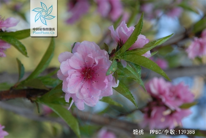 prunus persica atropurpurea