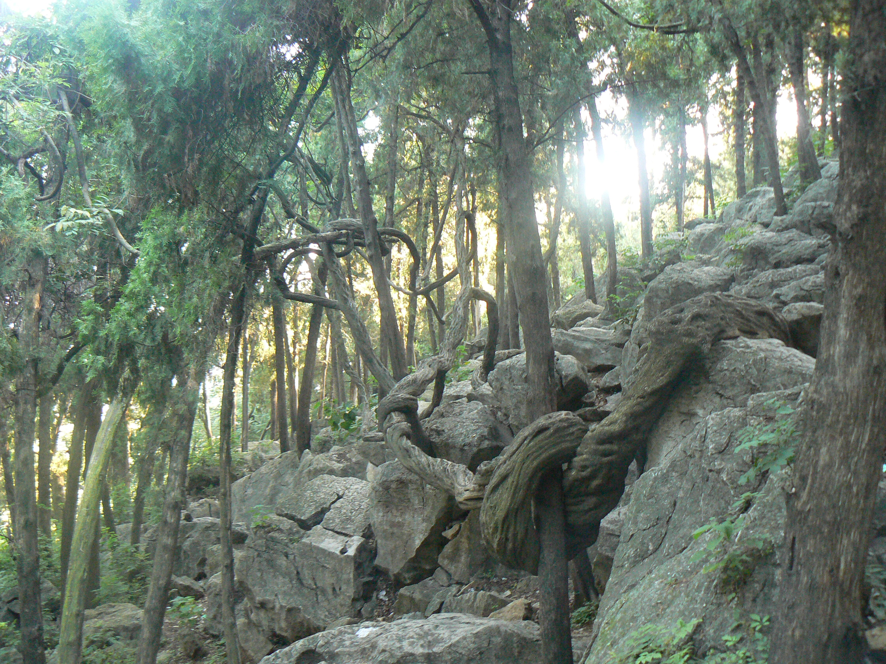  p>文峰山位于山东省临沂市 a href="#">兰陵县 /a>城西部,地处苏鲁