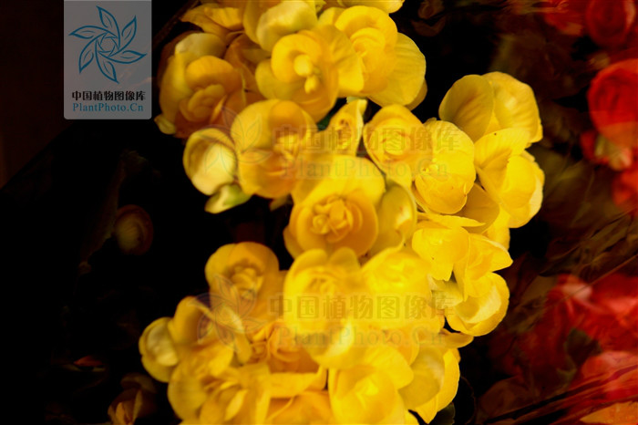  p>黄花秋海棠(学名: i>begonia flaviflora /i> hara)是秋海棠科,秋