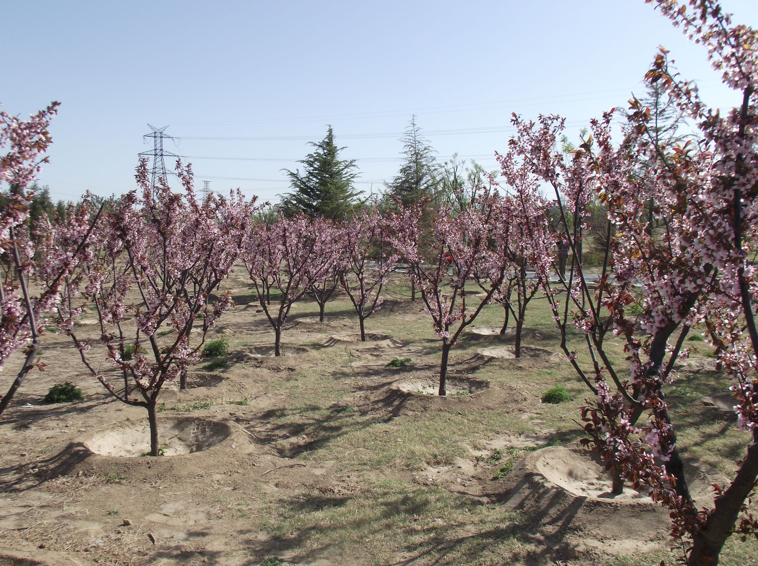  p>看丹公园位于北京市的西南部,丰台区花乡看丹村内,位于西南四环和