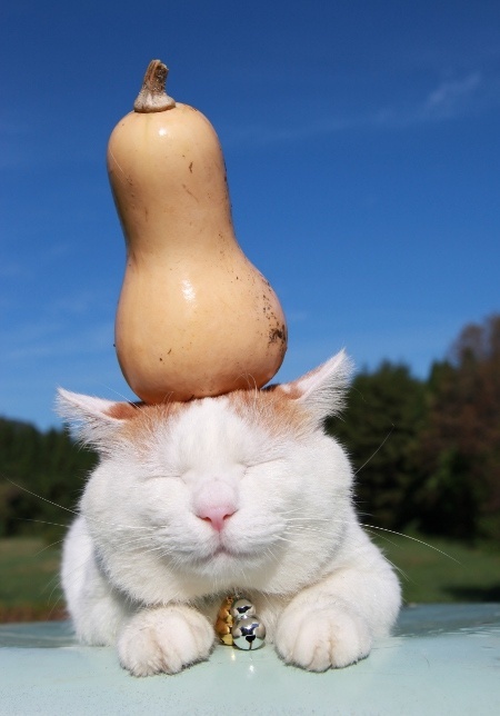  p> a target="_blank" href="/item/猫叔">猫叔 /a>(2002年3月8日